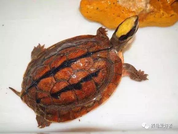 16种常见龟病症状和治疗方法,常见龟类品种大全图片