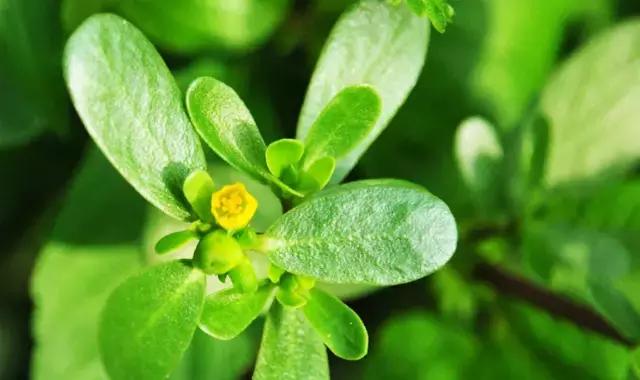 什么野菜养生最好吃,野菜纯天然有营养你知道怎么吃吗