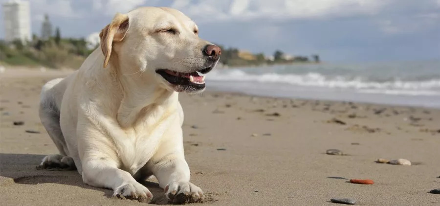 宠物换毛期怎么居家清洗,小型犬几个月开始换毛