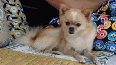 北海天赐良园精装修,北海装修天赐良园