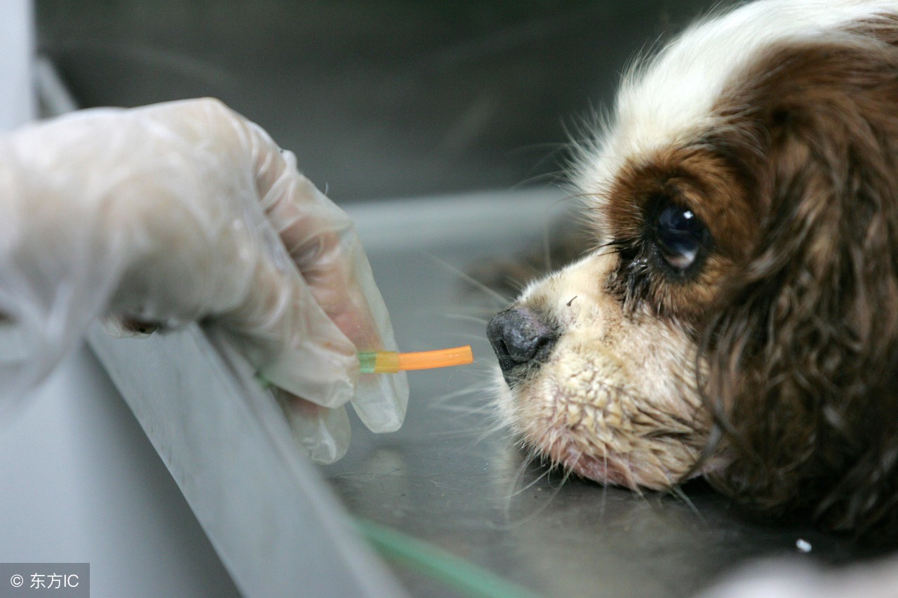 养宠的弊端,养宠物不驱虫的后果