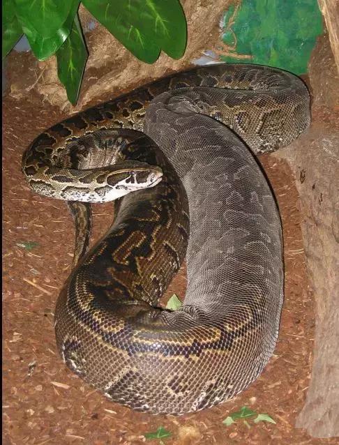 蛇和蟒和蚺都是什么物种,蛇蟒蚺蛟的区别