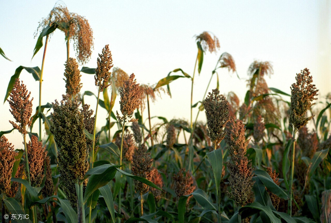 牛吃了玉米种子会怎样,牛喂鲜玉米死亡原因有哪些