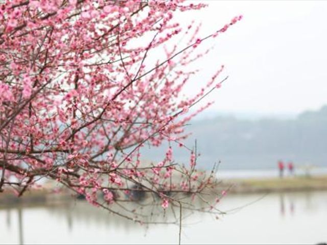 盆栽梅花为什么会掉花苞,盆栽梅花掉叶咋办