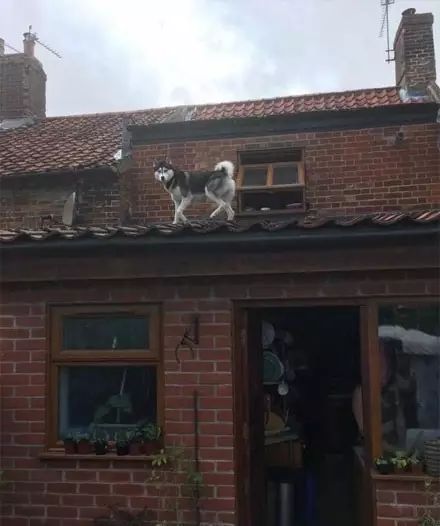 狗在猫砂盆里拉屎猫会怎么样,为什么有的狗会在猫砂盆拉屎