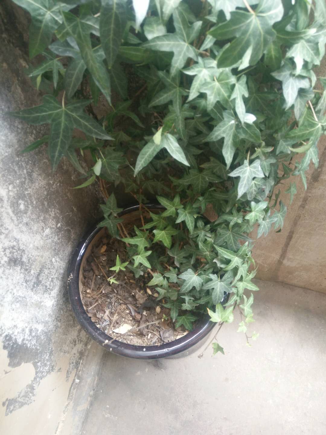 阴部瘙痒、阴道炎，首选常春藤（单方独用）