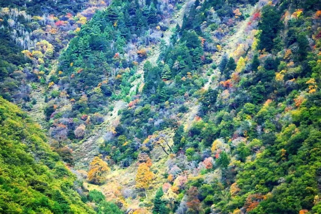 四川秋景第一名,四川欣赏秋景好去处
