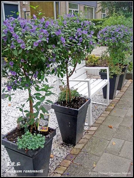 好种植的藤本植物,45种植物图片