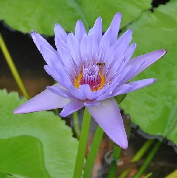 好种植的藤本植物,45种植物图片