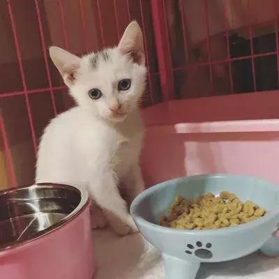 猫狗大战联盟猫咪,猫狗大联盟视频