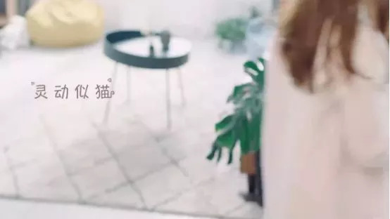 吸猫热潮来袭,养猫被忽悠的那些事