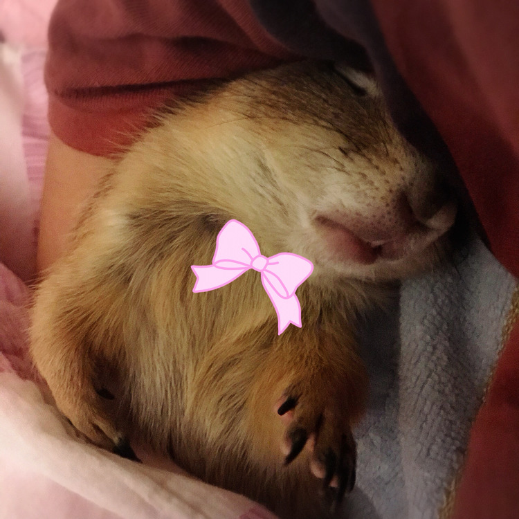 土拨鼠会不会生病,土拨鼠是人养的吗