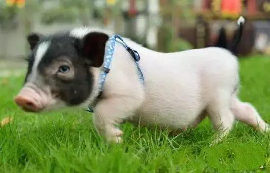 地球上10大最好的家庭伴侣犬,地球上养的宠物有哪些