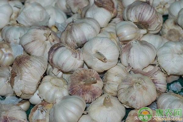 金乡国际大蒜贸易网上价格行情,今日莱芜大蒜最新价格行情