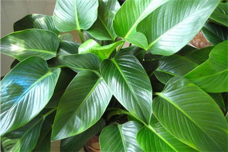 金钻的叶子发黄腐烂怎么办,金钻绿植叶子卷起来什么原因