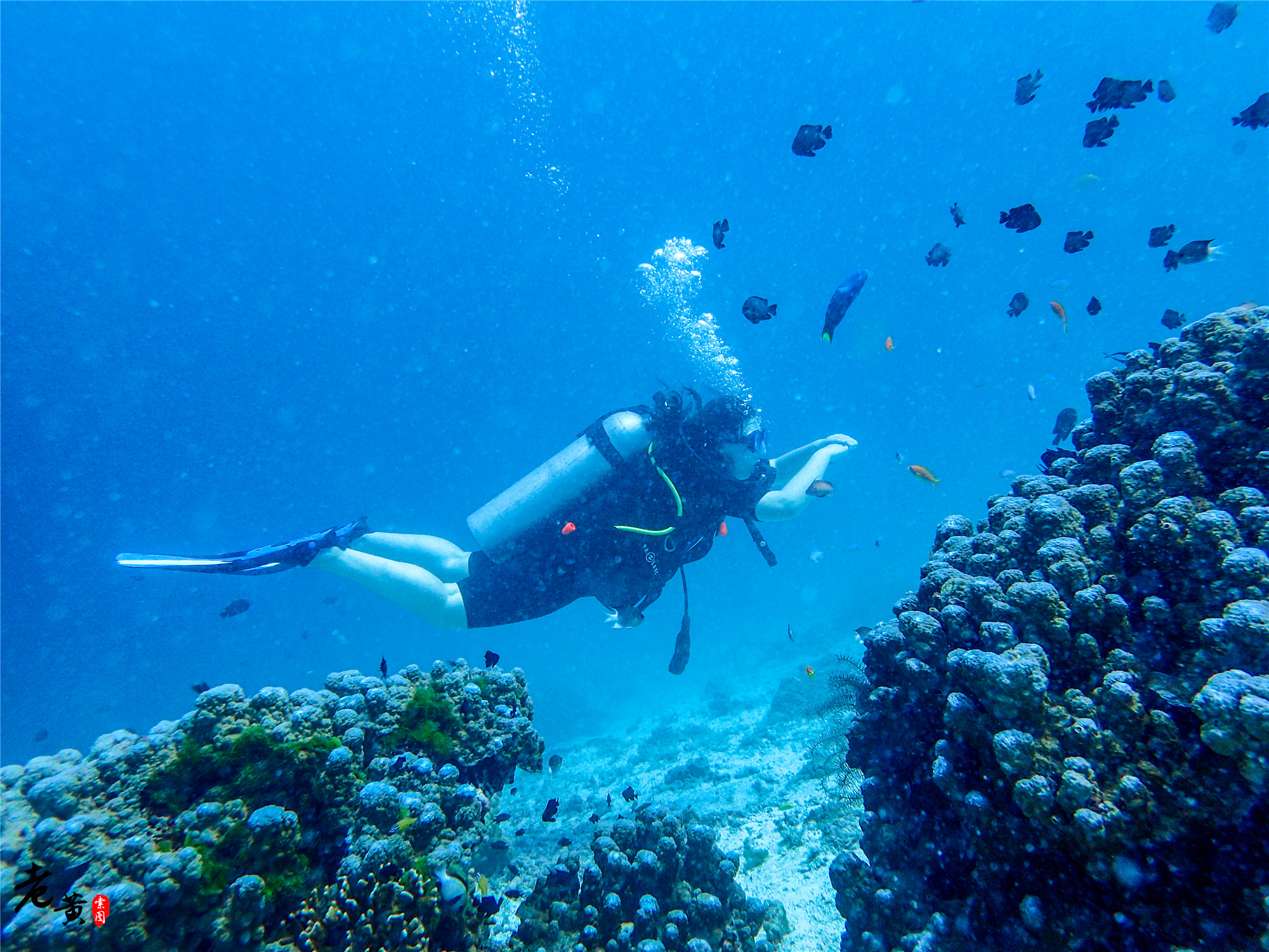 普吉岛深潜在哪里能遇到鱼群风暴,泰国大小皇帝岛潜水
