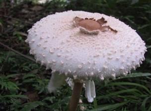 青海毒蘑菇图鉴,常见毒蘑菇图鉴福建