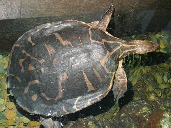 科普龟类知识视频展示,所有龟鳖类动物