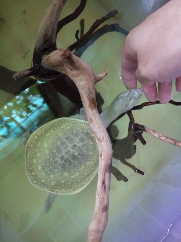 科普龟类知识视频展示,所有龟鳖类动物