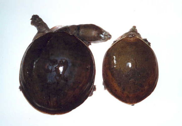 科普龟类知识视频展示,所有龟鳖类动物