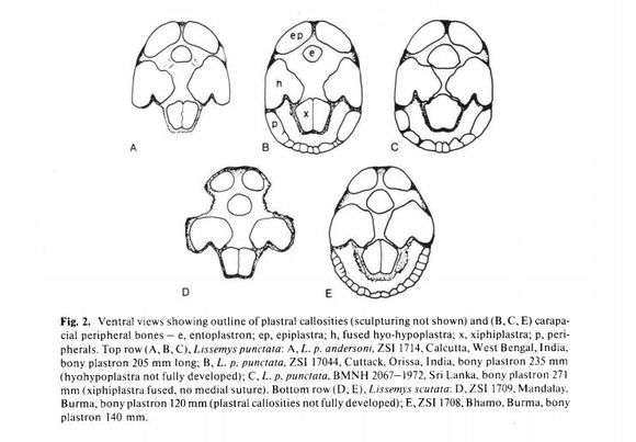 科普龟类知识视频展示,所有龟鳖类动物