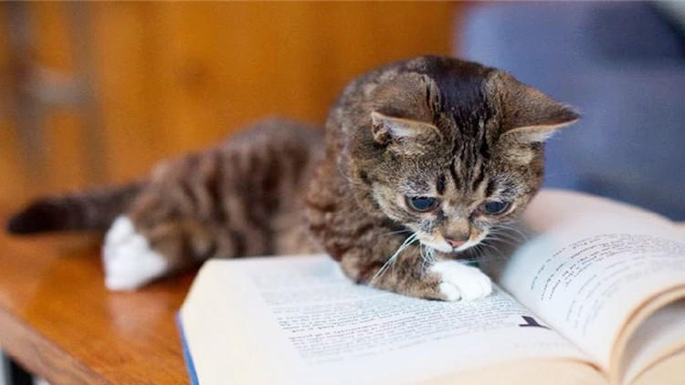 猫主子养猫需要注意的事项,猫主子特别瘦怎么办