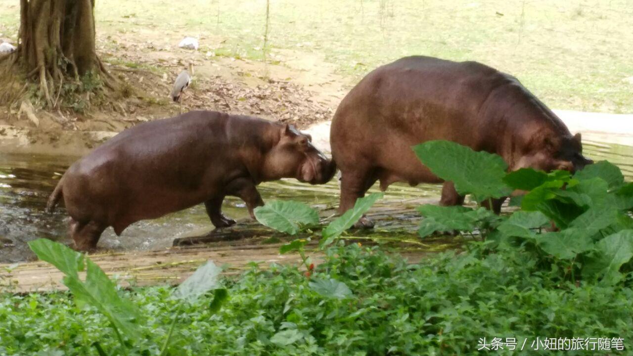 全国唯一可以看考拉的动物园,考拉野生动物园