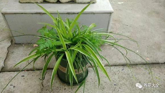 用塑料瓶自己做自动浇水种菜神器,空瓶子改造浇水器的小妙招