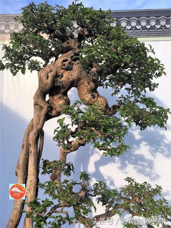 精品掌中宝三角梅盆景,顶级国宝级三角梅盆景