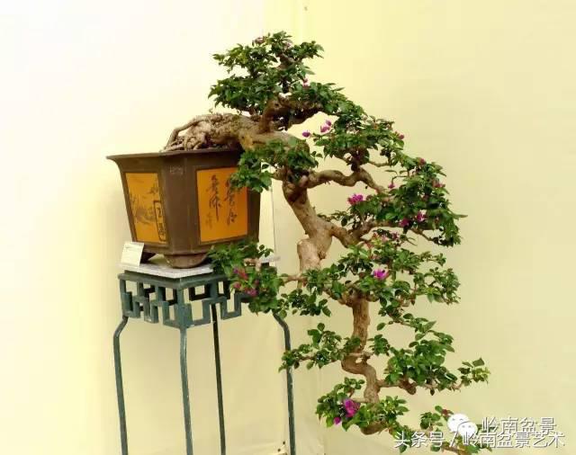 精品掌中宝三角梅盆景,顶级国宝级三角梅盆景