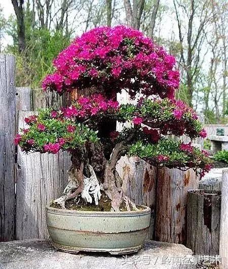 精品掌中宝三角梅盆景,顶级国宝级三角梅盆景