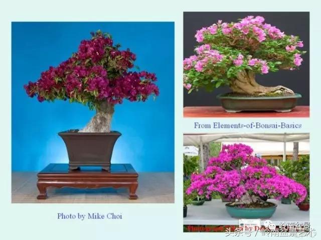 精品掌中宝三角梅盆景,顶级国宝级三角梅盆景