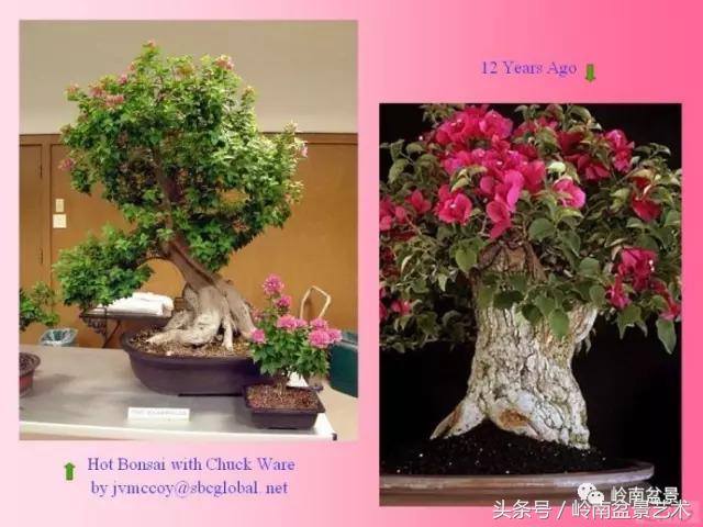 精品掌中宝三角梅盆景,顶级国宝级三角梅盆景