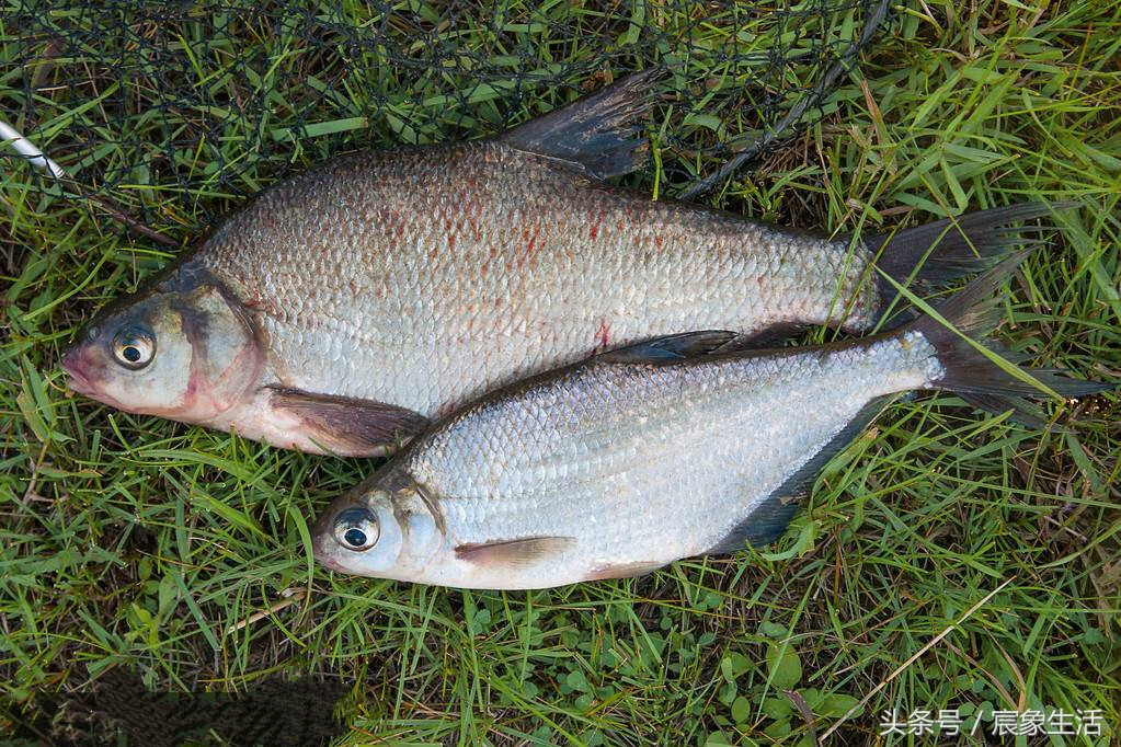 淡水鱼品种识别,溪流台钓常见鱼种