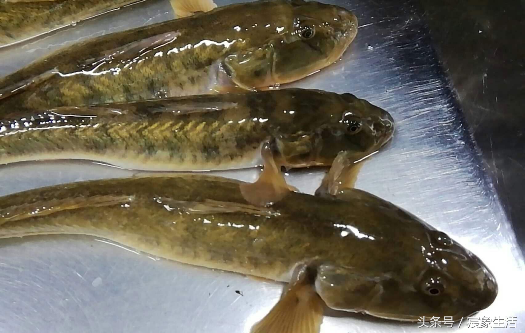 钓鱼零基础台钓知识大全,淡水鱼品种及习性大图