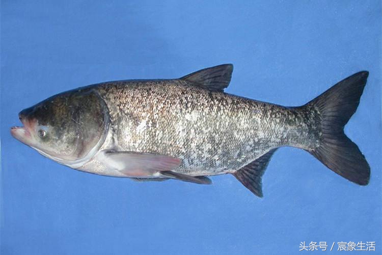 钓鱼零基础台钓知识大全,淡水鱼品种及习性大图