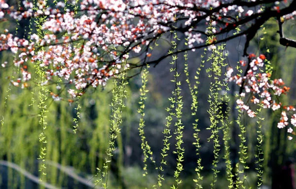 词风雅韵作品,词风雅韵浪淘沙