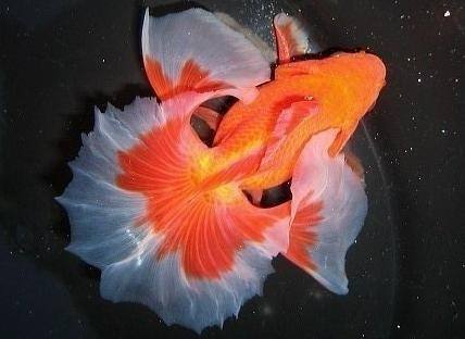 锦鲤加温25-30度为什么好活泼,金鱼水产养殖的正确方法