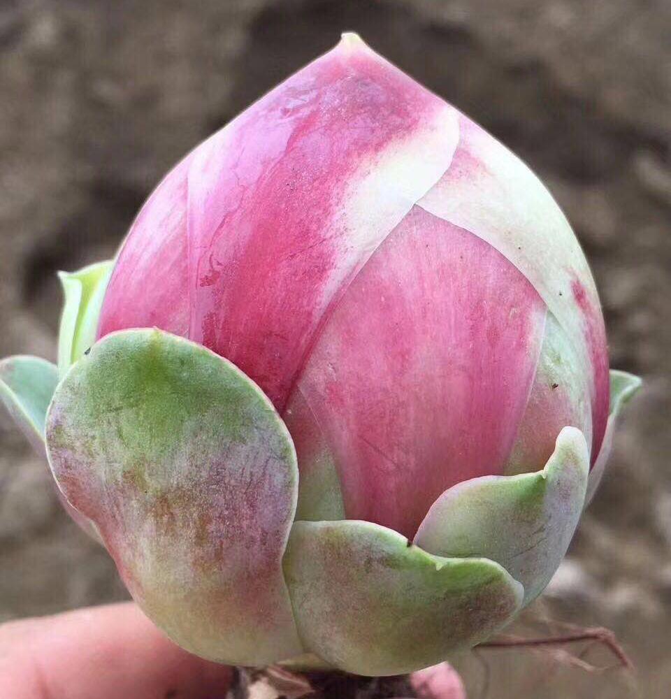 《慢生活·轻阅读》1356期