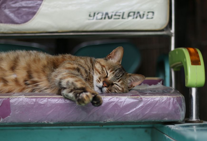 怎么挑选好看的田园猫,怎么挑选中华田园猫