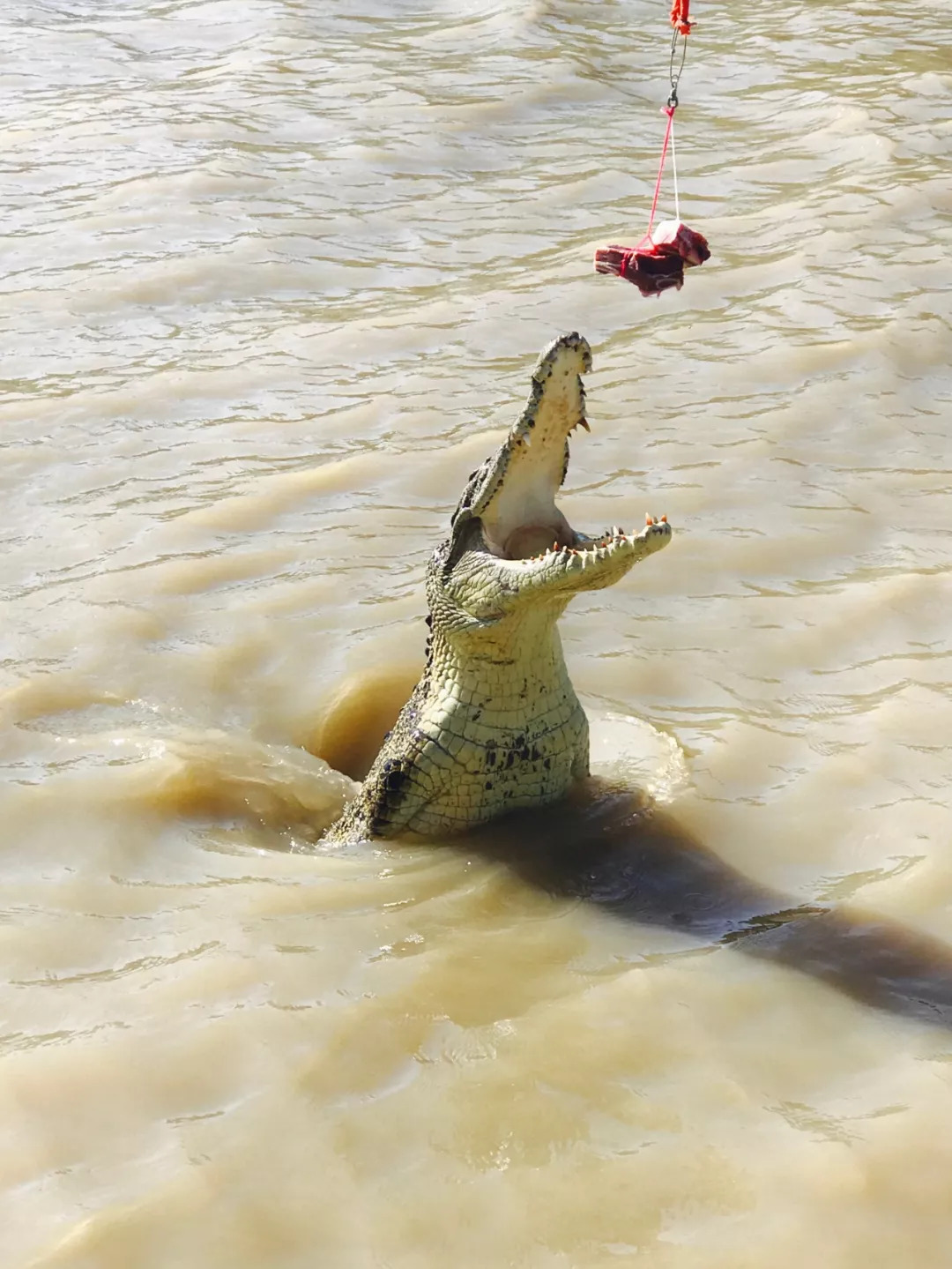 国内有直飞澳洲黄金海岸的航班吗,深圳飞澳洲要几个小时