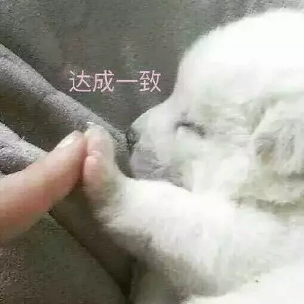 荷兰猪用8cm的脚垫可以吗,荷兰猪脚垫哪个牌子好