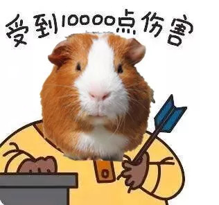 荷兰猪用8cm的脚垫可以吗,荷兰猪脚垫哪个牌子好