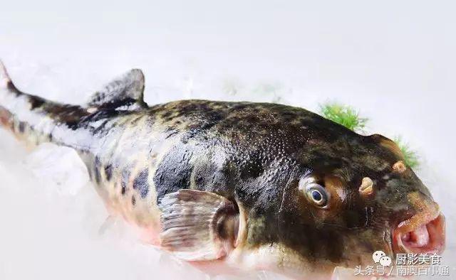 汕头南澳金钱鮸,最贵鮸鱼