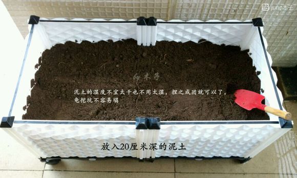 草龟繁殖经验分享孵蛋40天破壳,草龟孵化及幼龟养殖