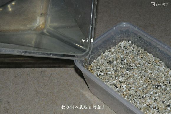 草龟繁殖经验分享孵蛋40天破壳,草龟孵化及幼龟养殖