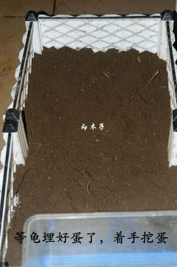 草龟繁殖经验分享孵蛋40天破壳,草龟孵化及幼龟养殖