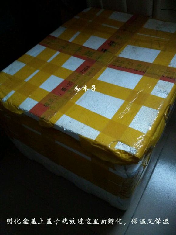 草龟繁殖经验分享孵蛋40天破壳,草龟孵化及幼龟养殖