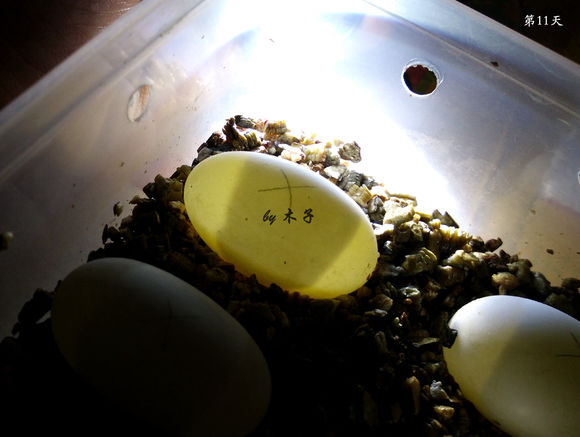 草龟繁殖经验分享孵蛋40天破壳,草龟孵化及幼龟养殖