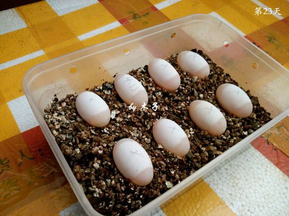 草龟繁殖经验分享孵蛋40天破壳,草龟孵化及幼龟养殖